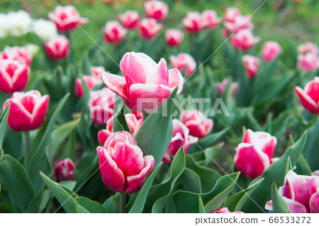 Take care of it. Hollands tulip bloom in spring Take care of it. Hollands tulip bloom in spring 66533272
