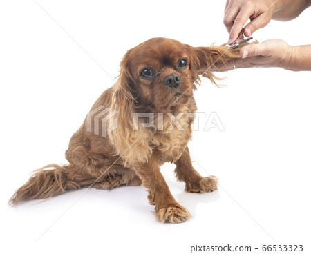 cavalier king charles cavalier king charles 66533323