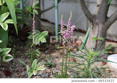 螺絲香蕉 66533415