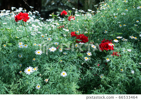 Green leaves background. Natural tropical background nature forest jungle foliage. 66533464