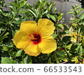 Hibiscus 66533543