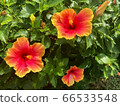 Hibiscus 66533548