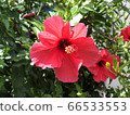 Hibiscus 66533553