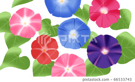日式插畫牽牛花 日式插畫牽牛花 66533743