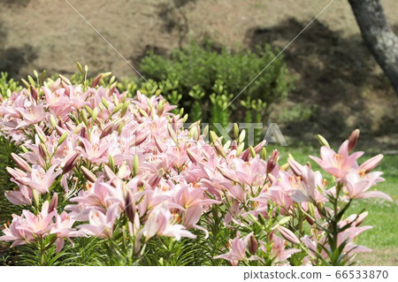 Lily of pink 66533870