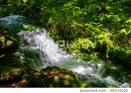 流經福島縣北原原村青沼的小沼沼沼自然探索路的綠色美景 66534200