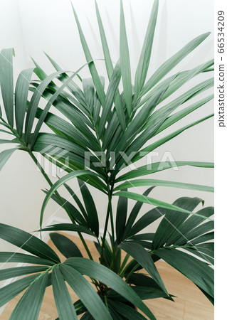 Dracaena Palm on white background with new leaf. Home gardening concept. Lush Dracaena Palm on white background with new leaf. Home gardening concept. Lush 66534209
