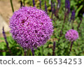 Allium Gigantium 66534253