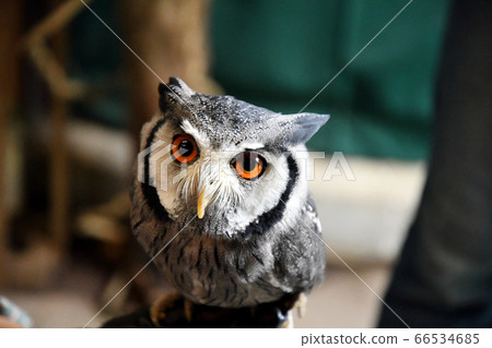 African owl 66534685