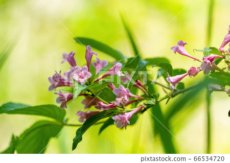 Scenery of Goshikinuma Nature Exploration Road in early summer: Welshwood that blooms along the lake Kita-Shiobara Village, Fukushima Prefecture 66534720