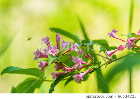 Scenery of Goshikinuma Nature Exploration Road in early summer: Welshwood that blooms along the lake Kita-Shiobara Village, Fukushima Prefecture 66534723