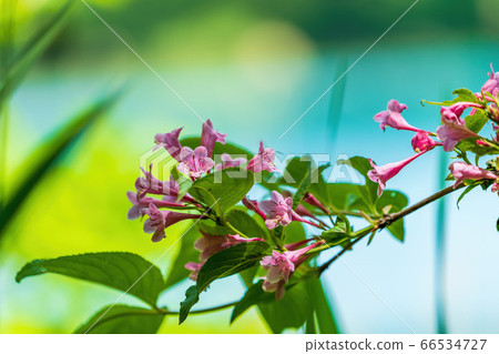 Scenery of Goshikinuma Nature Exploration Road in early summer: Welshwood that blooms along the lake Kita-Shiobara Village, Fukushima Prefecture 66534727
