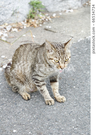 一隻貓 一隻貓 66534734