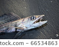 活水魚深水魚 66534863