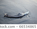 活水魚深水魚 66534865