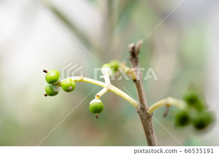 Olive tree with small fruits 66535191
