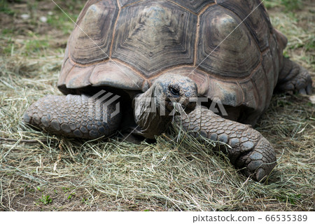 portrait of land turtle in a zoological park portrait of land turtle in a zoological park 66535389
