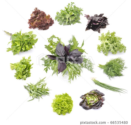 Salad leaves and herbs Salad leaves and herbs 66535480