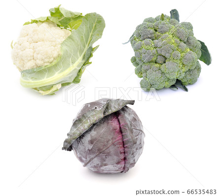 Cabbage sorts Cabbage sorts 66535483
