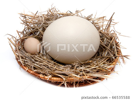 Ostrich and chicken eggs laying in hay 66535588