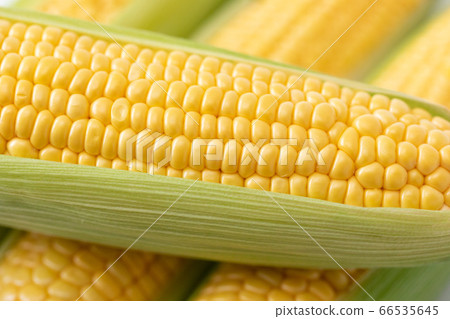 Corn 66535645