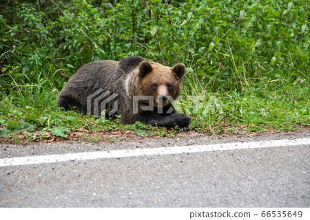 Brown bear laying on the side of the road. Wild animal on road 66535649