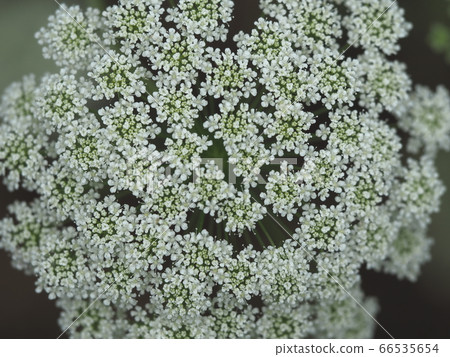 種族花 種族花 66535654