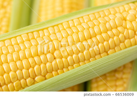 Corn 66536009