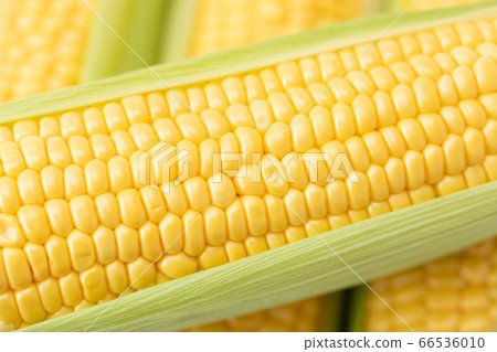 Corn 66536010