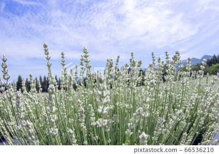 秋田縣美里町的白色薰衣草 秋田縣美里町的白色薰衣草 66536210