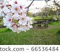 Cherry tree and a desk and chair in the park 66536484