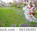 A cherry tree and a desk and chair in the park 66536485