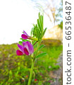 Yahazu pea, also known as calla peas, Vicia sativa subsp 66536487