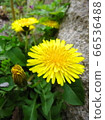The dandelion which blooms 66536488