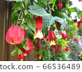 Abutilon megapotamicum, also known as Tyrolean lamp 66536489