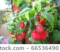 Abutilon megapotamicum, also known as Tyrolean lamp 66536490