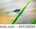A male of the Black-tailed Dragonfly perching on a leaf of grass 66536894