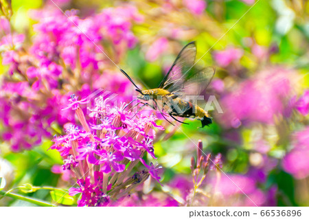 吮吸花蜜的小草場和小町草 66536896