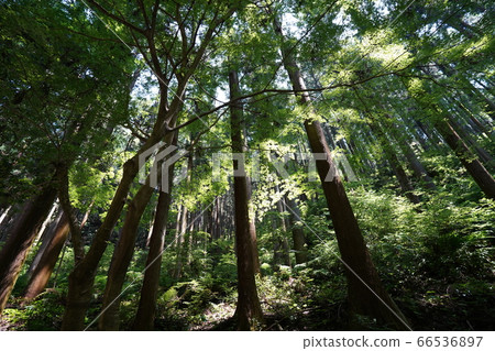 自然景觀 66536897