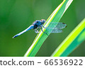 A male of the Black-tailed Dragonfly perching on a leaf of grass 66536922