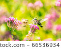 Ochokashiba and Komachi grass that suck nectar 66536934