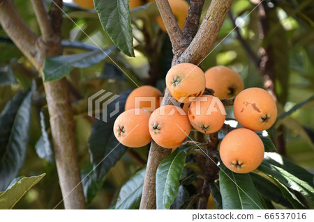 枇杷的果實 66537016