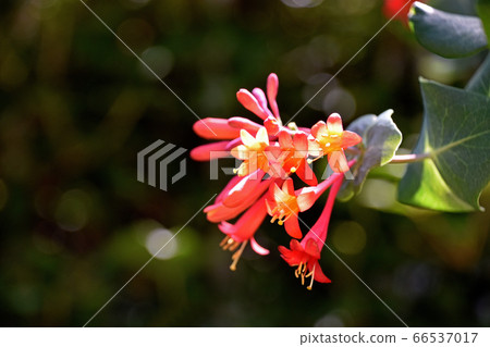 Tsukkinokinindou (Extravaganza) 66537017