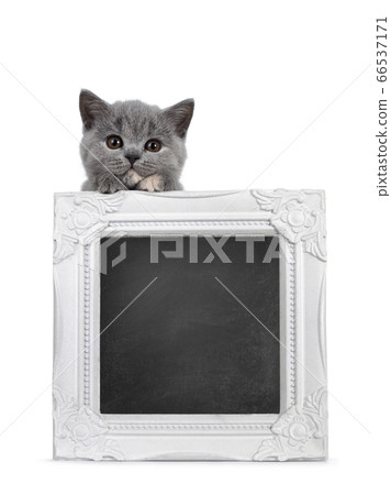 Chalkboard filled frame held up by kitten on white Chalkboard filled frame held up by kitten on white 66537171