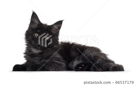 Black smoke Maine Coon cat kitten on white 66537179