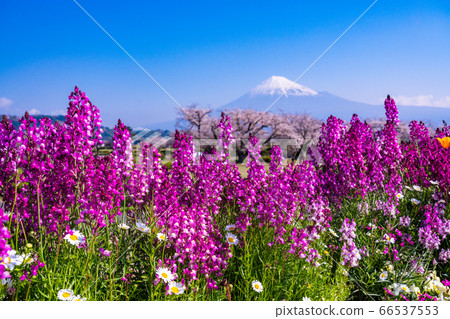 （靜岡縣）富士山與春天的花朵盛開 66537553