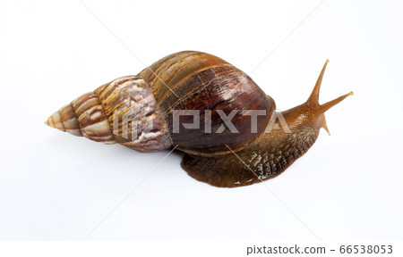 Snail isolated on white background. Snail isolated on white background. 66538053
