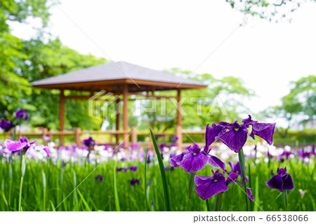 鳥見山公園鳶尾花園（福島縣鹿石市） 66538066