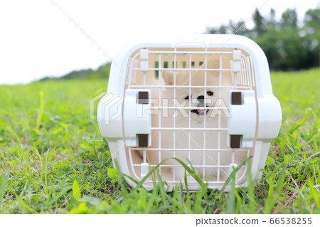 Discipline in the cage during a walk with my dog Pomeranian in the park Discipline in the cage during a walk with my dog Pomeranian in the park 66538255