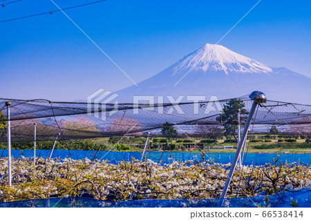 (Shizuoka Prefecture) Mt. Fuji, Karen Nezutsumi, Fuji City (Shizuoka Prefecture) Mt. Fuji, Karen Nezutsumi, Fuji City 66538414